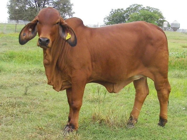 166 KARIBOE VALLEY JADE 1276/3 (AI) (PS)