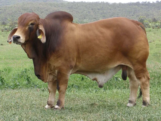 72 KARIBOE VALLEY XCALIBUR 1267/2 (PS)
