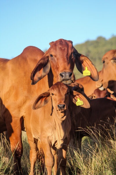 KARIBOE VALLEY RED BRAHMANS