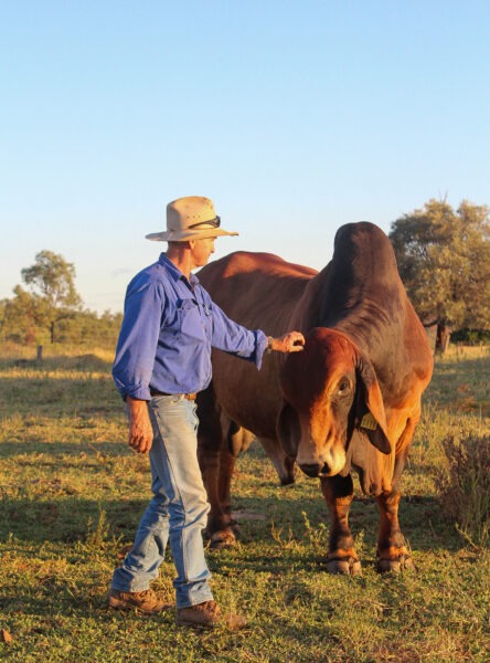 KARIBOE VALLEY RED BRAHMANS
