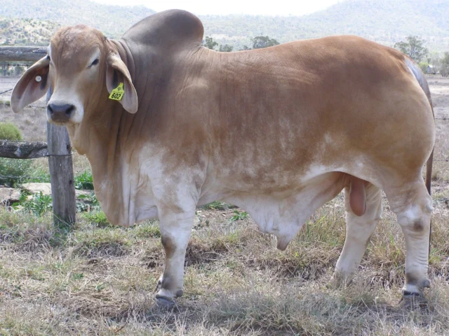 602 KARIBOE VALLEY 1245/2 (PS) (COM) Herd Bull