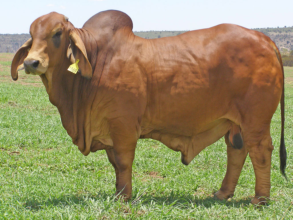 KARIBOE VALLEY TITAN 1069/8 (PS)