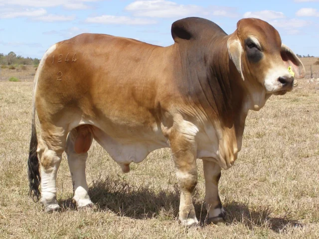 601 KARIBOE VALLEY XMAN 1244/2 (IVF) (H)