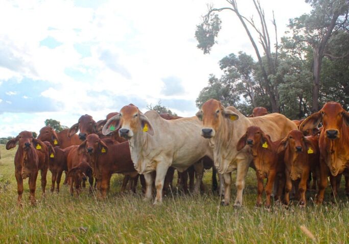 KARIBOE VALLEY RED BRAHMANS